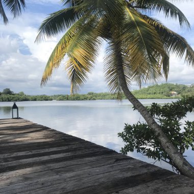 Palmiyelerin yanındaki rıhtımdan güzel nehir manzarası.