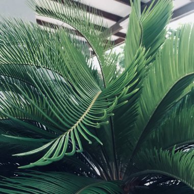 Palmiye yaprakları yakın.