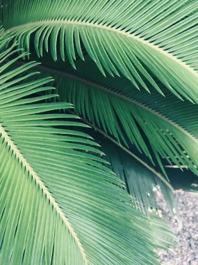 Palmiye yaprakları yakın.