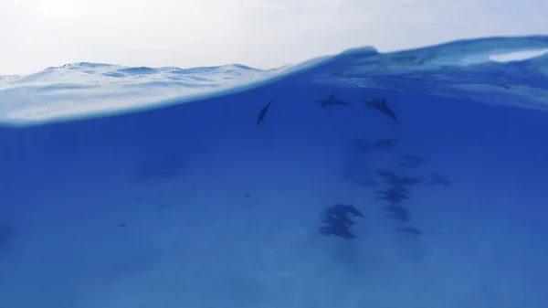 Fotos submarinas divididas bandada de delfines bajo el agua en alta mar —  Fotos de Stock