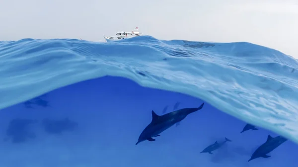 Family, a herd of dolphins on the high seas next to an anchored yacht — ストック写真