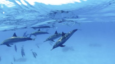 A group of dolphins dives underwater against the background of a moored yacht in the open sea. Underwater split shot photos