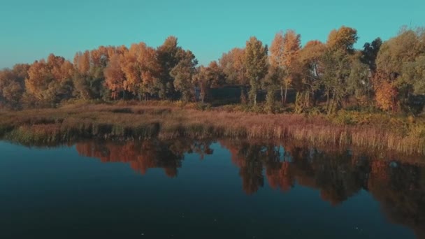 秋には葦や木で川を渡り 水面に映る — ストック動画