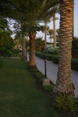 Gün batımında yeşil palmiye ağaçları ve çimler arasında tropik tatil yeri yolu