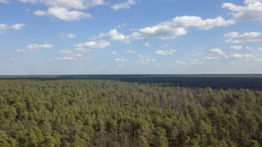 Güneşli bir günde ormanın en üst manzarası. Bulutların gölgesi ağaçların tepesinde.