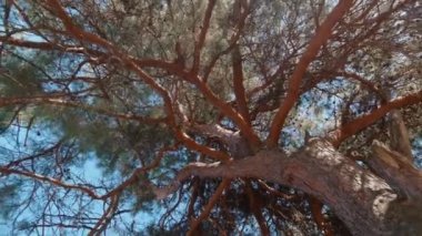 Sıcak bir günde çam dalları arasından güneş ışığını yakalayan kamera hareketi