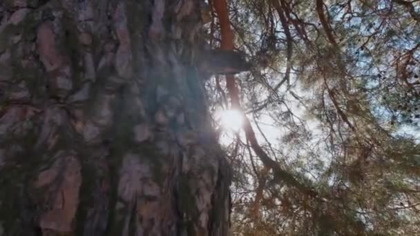 Camera movement catching a sunbeam through pine branches on a warm day — Stock Footage Camera Movement Catching Sunbeam Pine Branches Warm Day Royalty Free Stock Footage