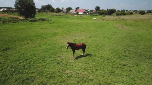 Paard Het Veld Tegen Achtergrond Van Het Dorpsgezicht — Stockvideo