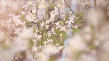 Çiçek açan meyve ağacı rüzgarı düşen yapraklar yavaş çekim güneşli bir gün
