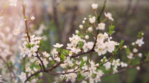 Fioritura Albero Frutto Vento Petali Caduta Rallentatore Giornata Sole — Video Stock