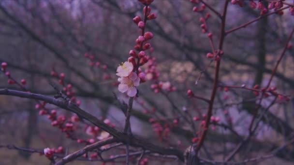 Frühjahrsblühender Obstbaum Und Leichter Schnee Zeitlupe — Stockvideo