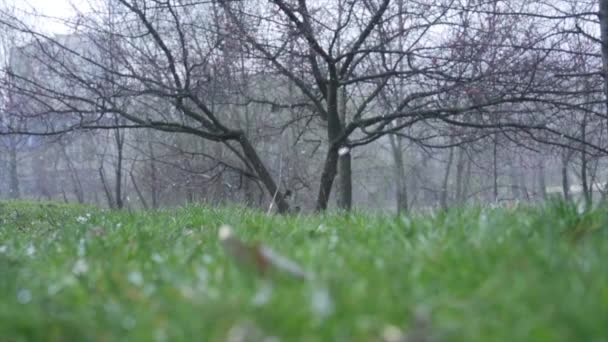 スローモーションでの木の雪に対する緑の芝生 — ストック動画