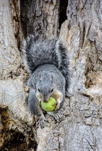 De cerca Ardilla comiendo nuez entera —  Fotos de Stock