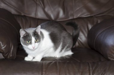 Sevimli gri ve beyaz Snowshoe kedi.