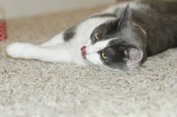 Burnunu yalama şirin Karayak kedisi.