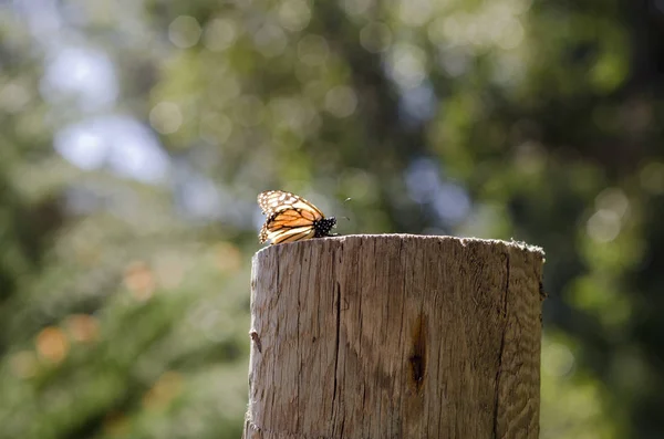 Monarch Kelebek ahşap bir direk üzerinde istirahat.