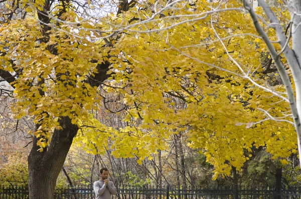 Man praying alone in a park under a tree with beautiful fall leaves
