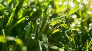 Taze yeşil çimen çiy ile portre damla