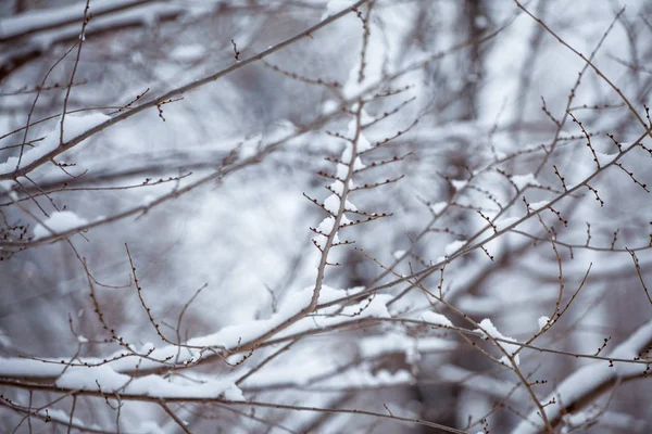 Na gałęzi zima zimny śnieg — Zdjęcie stockowe