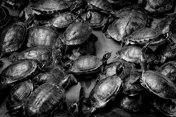 Gölette bir grup kaplumbağa.