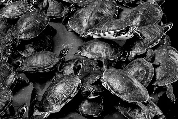 Gölette bir grup kaplumbağa.