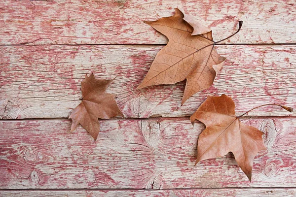 Sonbahar yaprakları eski kurulları arka plan ve aşınmış boya