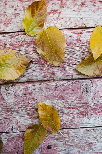 Sonbahar yaprakları eski kurulları arka plan ve aşınmış boya