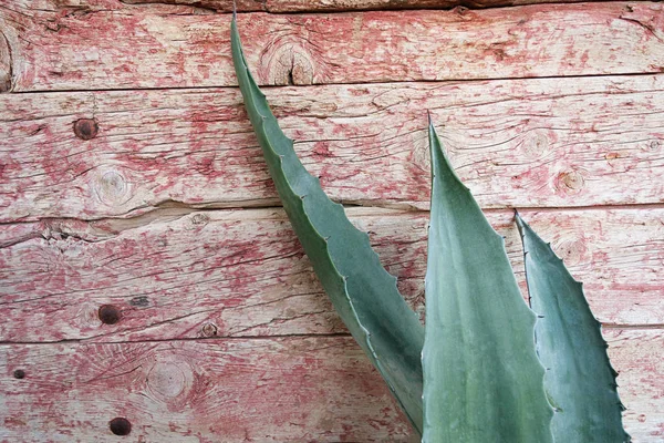 Kaktüs yaprakları eski kurulları arka plan ve aşınmış boya