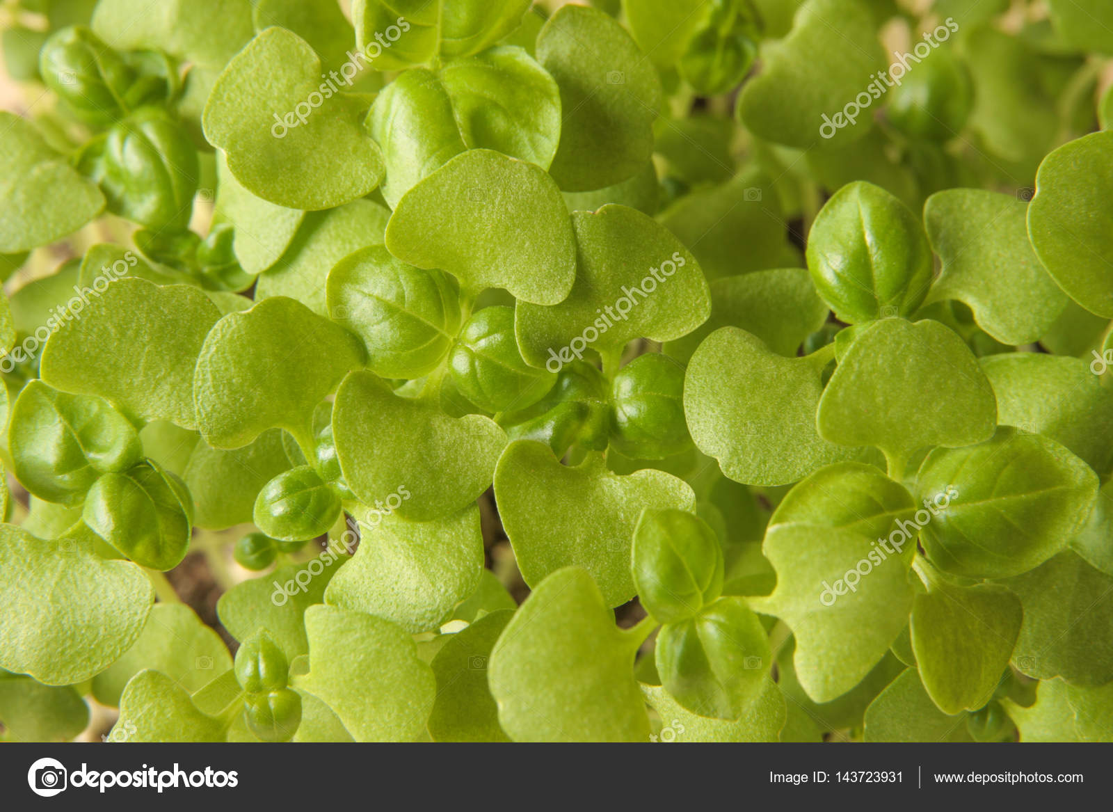 Young basil microgreens with two cotyledons and the first pair of true leaves — Stock Photo