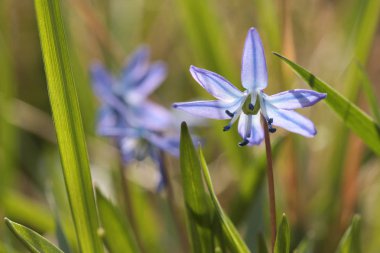 Mart ayında çiçek açan Sibirya squill (Scilla siberica)