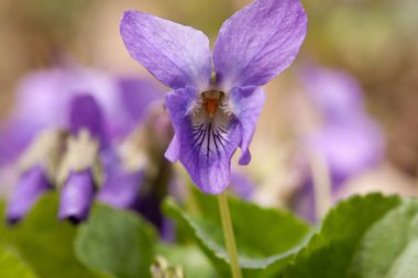 Mor çiçekler baharda çiçek açan