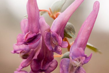 Erken ilkbaharda çiçek corydalis çiçek