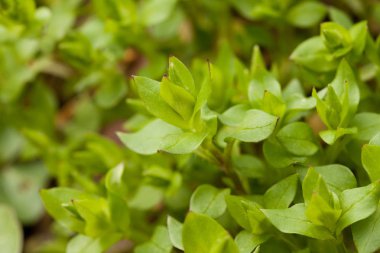 Baharda büyüyen chickweed