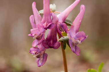 Erken ilkbaharda çiçek corydalis çiçek
