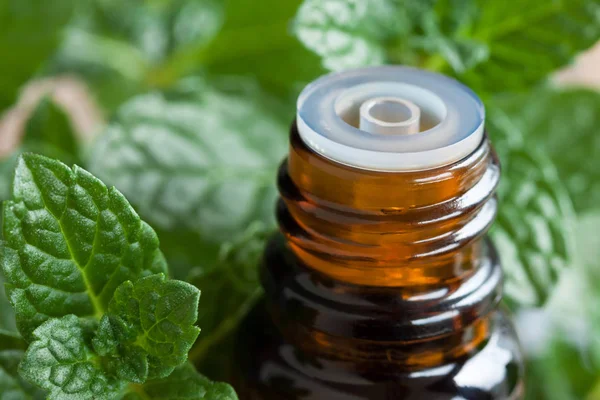 Peppermint essential oil - a bottle with fresh peppermint leaves — Stock Photo, Image
