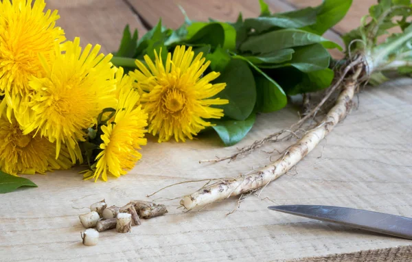 Löwenzahnwurzel, mit Löwenzahnblüten und -blättern — Stockfoto