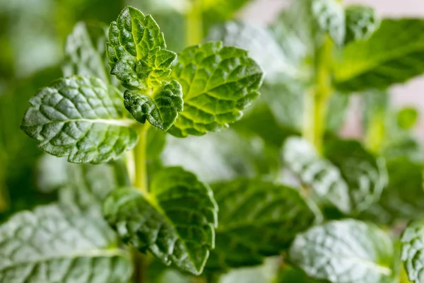 Penutup tanaman peppermint hijau muda segar — Stok Foto