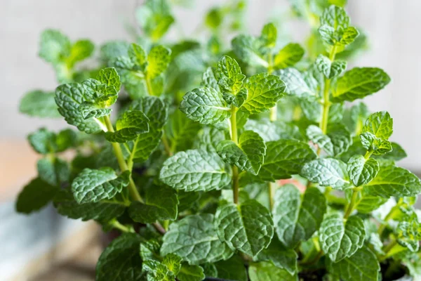 Tumbuhan peppermint muda tumbuh dalam pot — Stok Foto