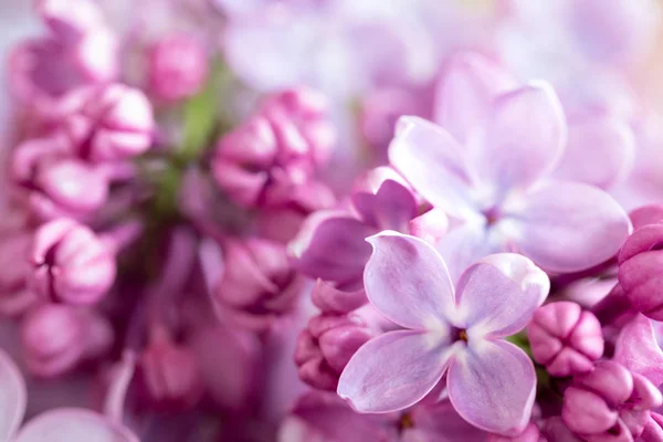 Detalii despre flori de liliac violet pe o ramură — Fotografie, imagine de stoc