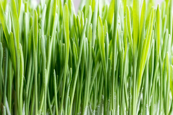 Hierba de cebada verde joven creciendo en el suelo — Foto de Stock