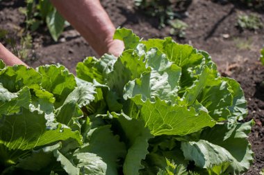 Marul bir bahçıvan Bahçe tarafından hasat