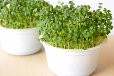 Broccoli sprouts growing in soil in white pots