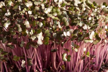 Kapalı toprakta büyüyen kırmızı lahana microgreens
