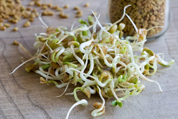 Alholva germinada, con semillas de alholva seca en el fondo —  Fotos de Stock