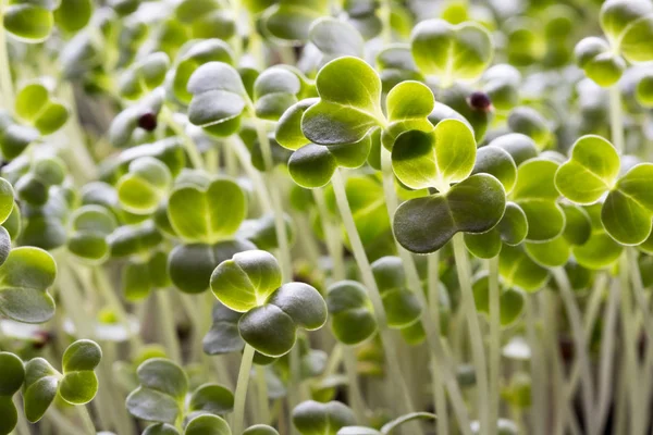 Vijf dagen oude broccoli spruiten — Stockfoto