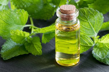 Melissa esans melissa ile bir şişe yaprakları