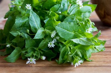 Fresh chickweed plant on a wooden background clipart