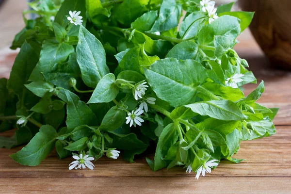 Ahşap arka plan üzerinde taze chickweed bitki — Stok fotoğraf