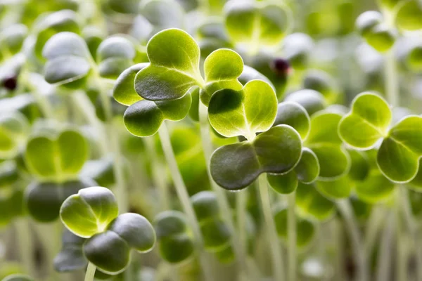 Jonge groene broccoli spruiten, vijf dagen oud — Stockfoto