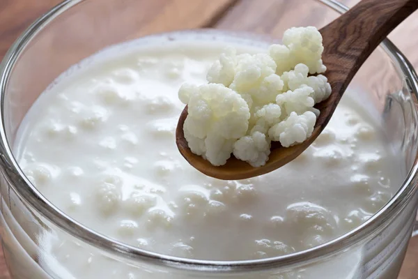 Granos de kéfir por encima de un frasco de kéfir de leche — Foto de Stock